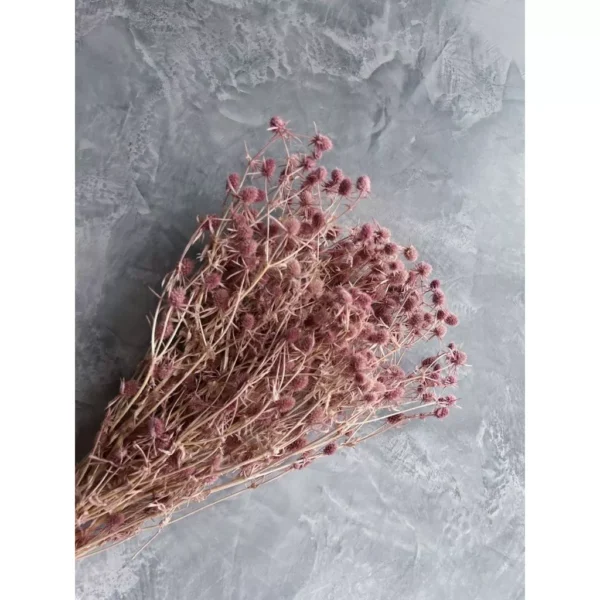 Preserved Flower Eryngium Maritimum Dry Flower